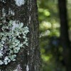 Lichen