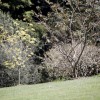Lawn Area