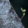 Shooting Tree