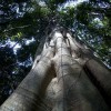Rain Forest