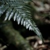 Ferns