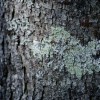 Lichen
