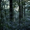 Rain Forest