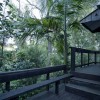 Rain Forest