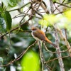 Loads of birdlife