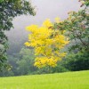 Beautiful Gardens