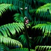Rainforest