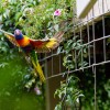 Rainbow Lorikeet