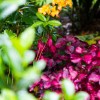 Beautiful Gardens
