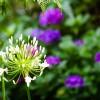 Beautiful Gardens