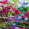 Beautiful Gardens
