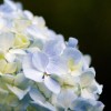 Beautiful Gardens