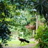 Bush Turkey
