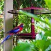 Crimson Rosella