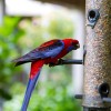 Beautiful Crimson Rosella