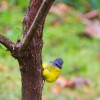 Over 100 species of birds