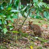 Pademelon