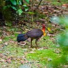 Bush Turkey