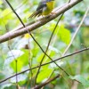 Birders Paradise