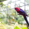 Crimson Rosella